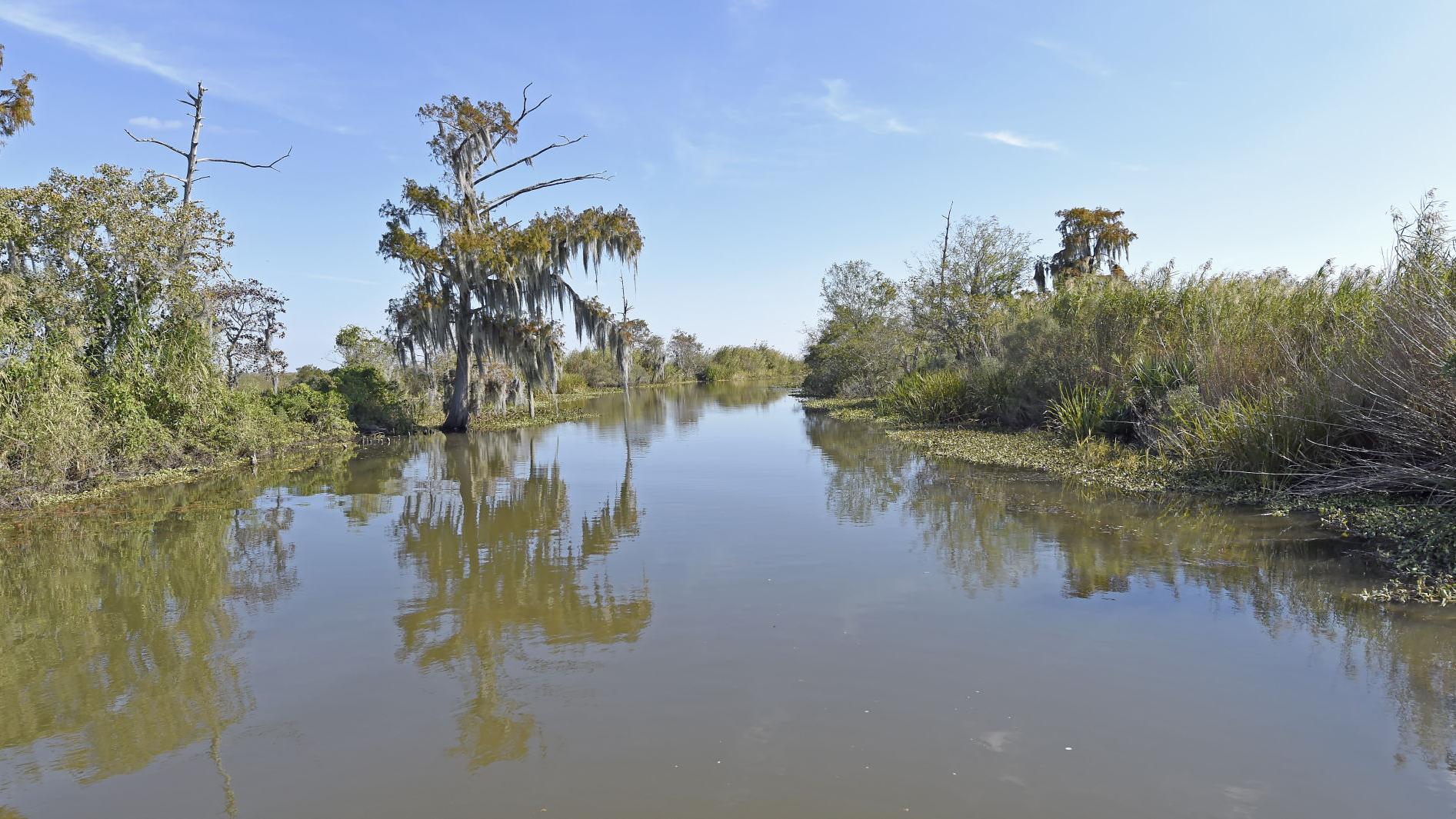 Conservationists urge action by Louisiana to restore, protect critical Maurepas Swamp